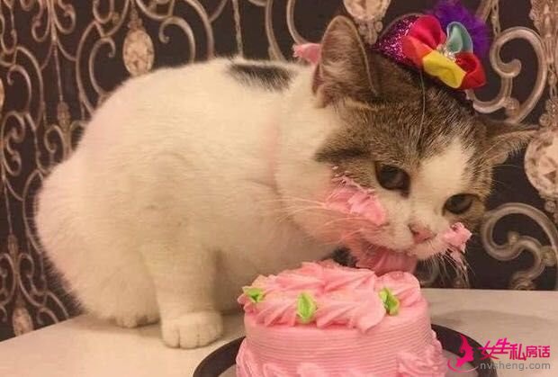 女子给宠物猫过生日，买来了蛋糕，猫咪的表情太可爱了